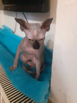 fetita sfinx - imagine 3