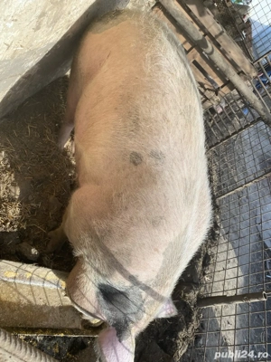 scroafa de vanzare  - imagine 2