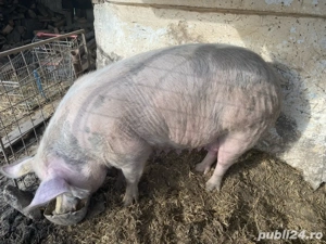 scroafa de vanzare 