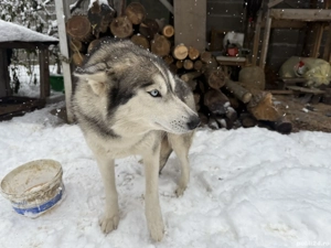 Vând cățea husky siberian - imagine 2