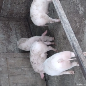 Purcei de vanzare - imagine 5