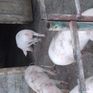 Purcei de vanzare - imagine 3