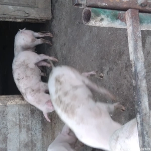 Purcei de vanzare - imagine 4