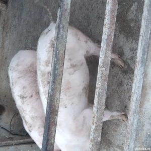 Purcei de vanzare - imagine 2