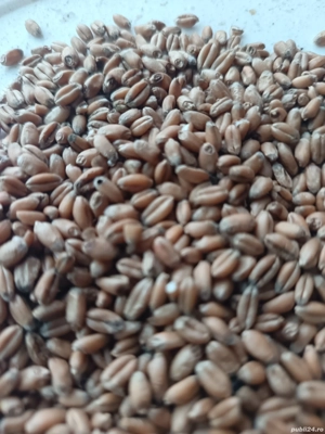 vand grau furajier triticale