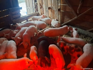 Purcei de casa de vanzare!!!!! - imagine 5