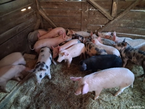 Purcei de casa de vanzare!!!!! - imagine 2