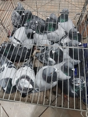 Porumbei voiajori tineri schimb - imagine 3