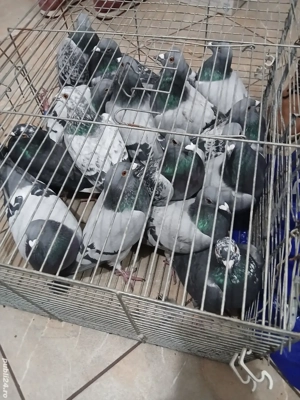 Porumbei voiajori tineri schimb - imagine 2