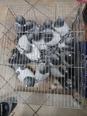 Porumbei voiajori tineri schimb - imagine 5