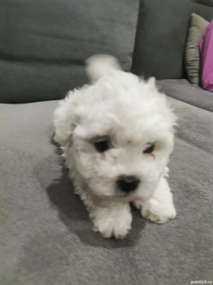 Bishoni malteze de vanzare - imagine 4
