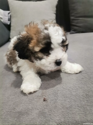 Bishoni malteze de vanzare - imagine 2