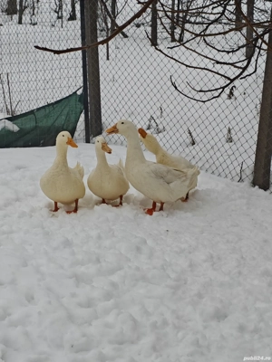 Gâște și rațe de vanzare - imagine 3