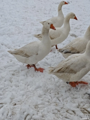 Gâște și rațe de vanzare - imagine 5