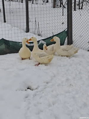 Gâște și rațe de vanzare