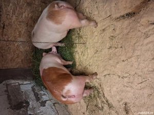 Scroafe gestante - imagine 3