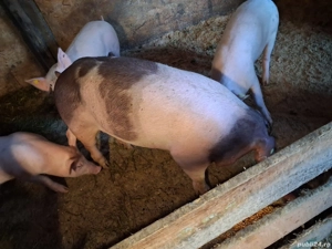 Scroafe gestante - imagine 2