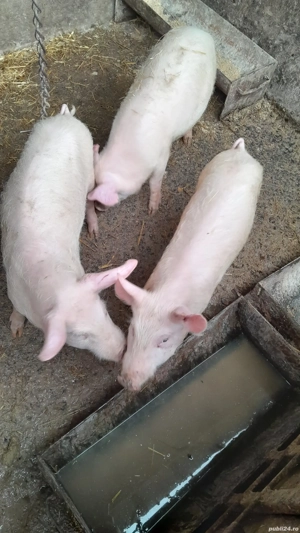 Vand purcei landrace