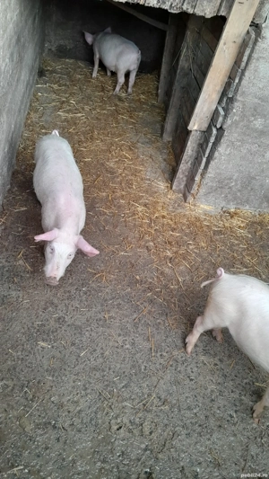 Vand purcei landrace - imagine 4