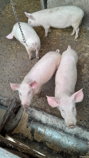 Vand purcei landrace - imagine 5