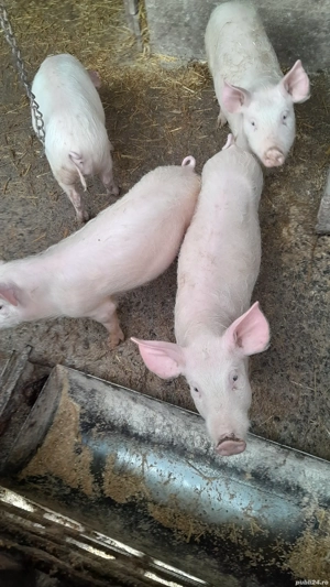 Vand purcei landrace - imagine 2