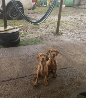 Vijla maghiara. Disponibil 2 fete