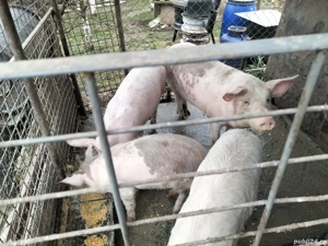 Vand doi soldani o purcica si un mascur castrat - imagine 2