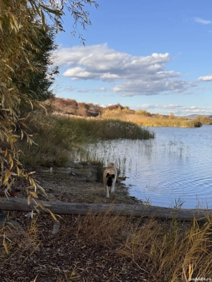 Vând luciu de apă Lacul Bibirești .
