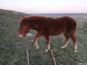 Vând Manz semi greu