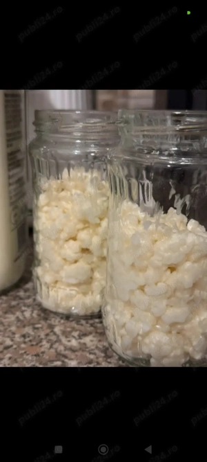 Ciuperca - granule de Chefir 