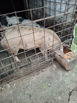 Purcei de vânzare  - imagine 2