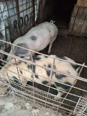 Purcei de vânzare  - imagine 4