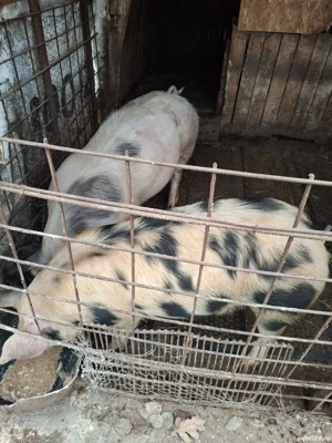 Purcei de vânzare  - imagine 3