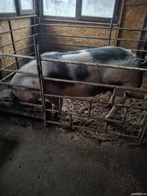 Porc de vanzare - imagine 2