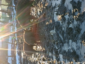 Grăsuni de mistreț . - imagine 3