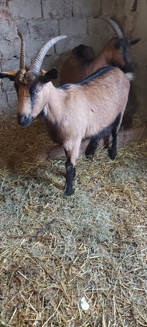 Capre Alpine de vânzare  - imagine 3