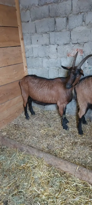 Capre Alpine de vânzare 