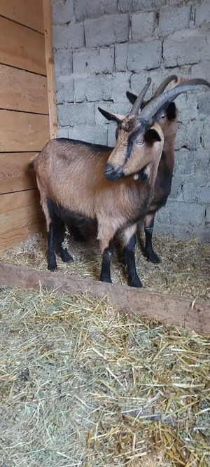 Capre Alpine de vânzare  - imagine 4