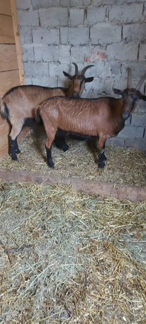 Capre Alpine de vânzare  - imagine 2