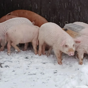 Purcei rasa de carne