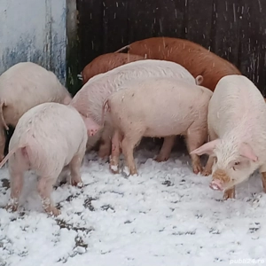 Purcei rasa de carne - imagine 2