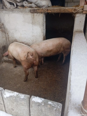Porcii de vânzare  - imagine 4