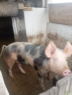 Porcii de vânzare  - imagine 3