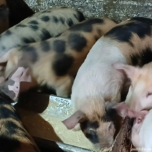 Soldanei duroc cu petran - imagine 3