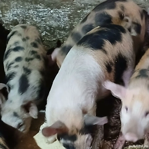 Soldanei duroc cu petran