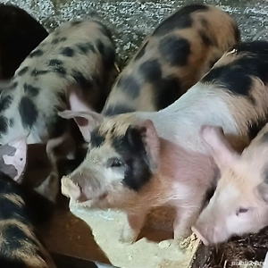 Soldanei duroc cu petran - imagine 2