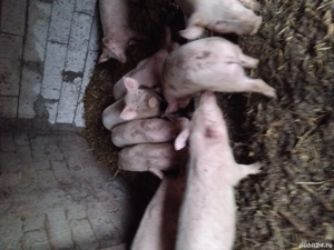 vand purcei  - imagine 2