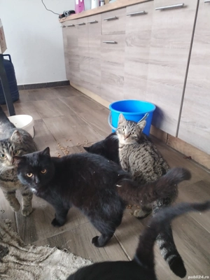 pisoi tigruti și pantere - imagine 2