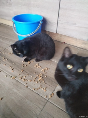 pisoi tigruti și pantere - imagine 4