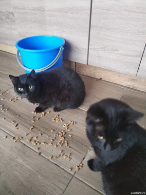 pisoi tigruti și pantere - imagine 3